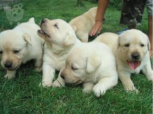 PoulaTo: Labrador ετοιμοπαράδοτα